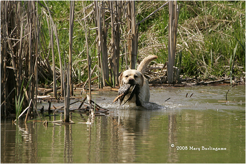 sailor retrieving with skill