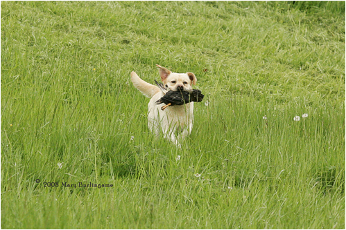 sailor retrieving on land at Hunt Tests